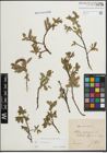 Foto von Salix hastata L.